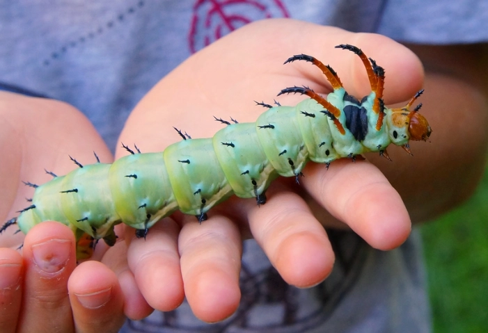manduca sexta manduca sexta