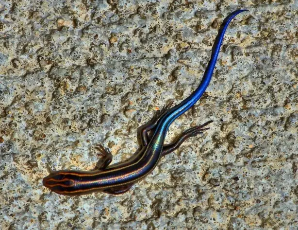 electric blue gecko