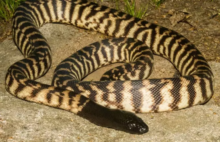 black headed python pet