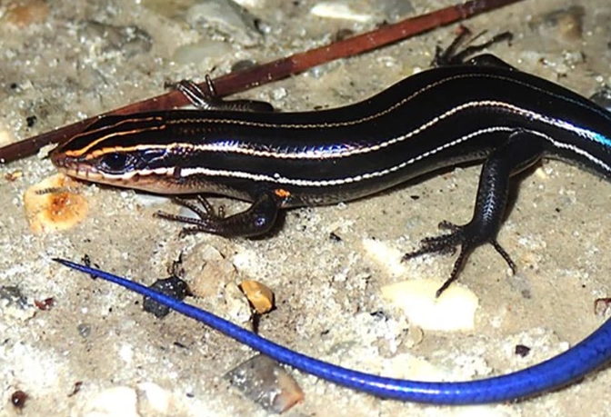 blue lizard tail care