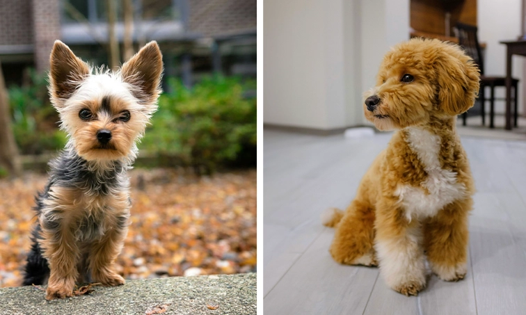 teacup dogs health problems