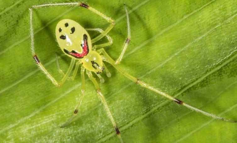 spider with smiley face