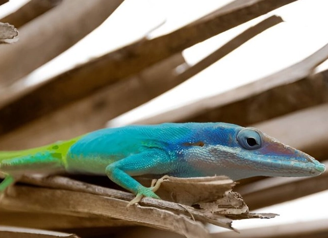 blue anole care