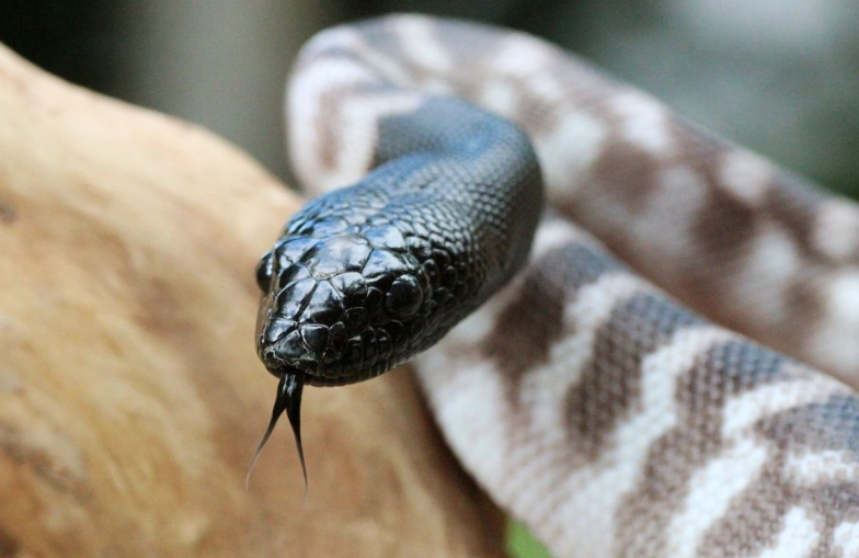 black headed python care