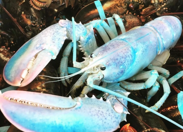 blue lobster