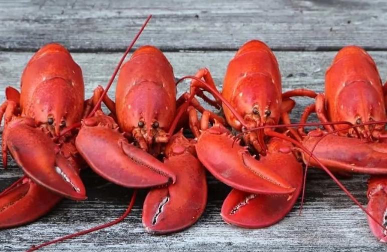 lobster colors explained