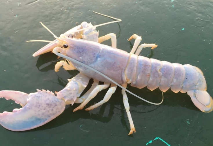 blue lobster