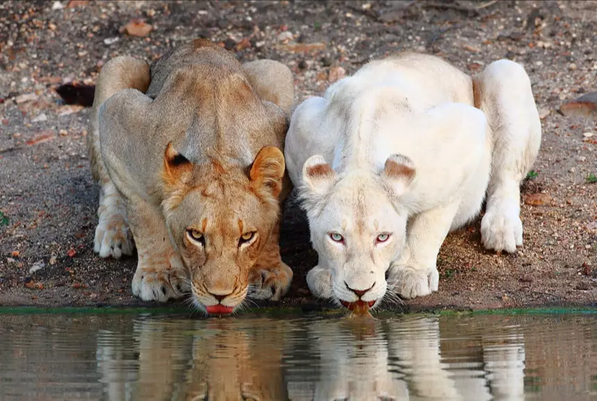 albino animal facts albino animal facts