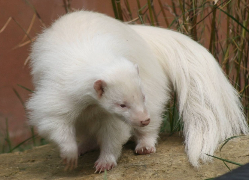 albino animal facts albino animal facts