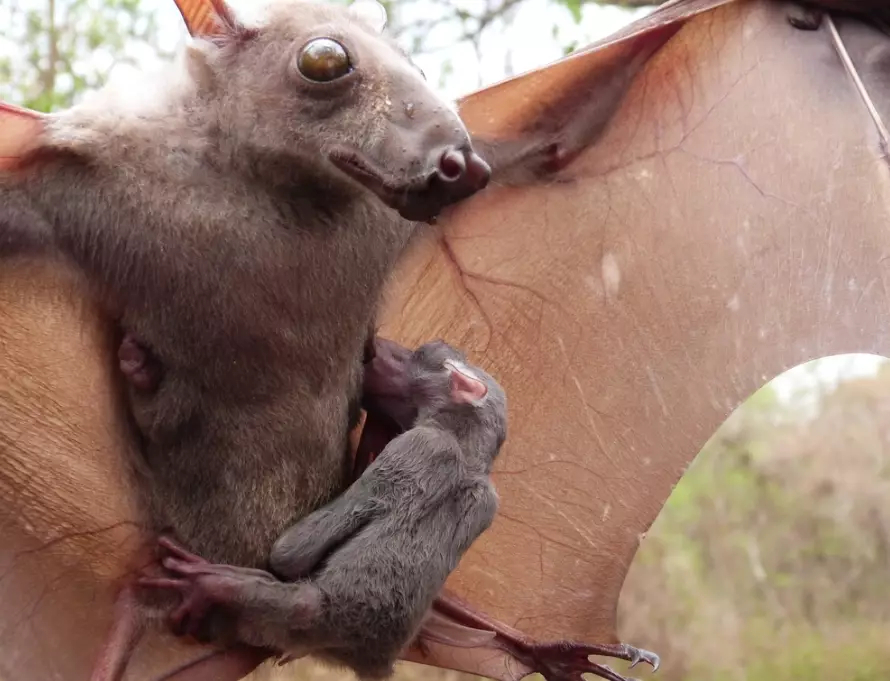 hammerhead fruit bat facts