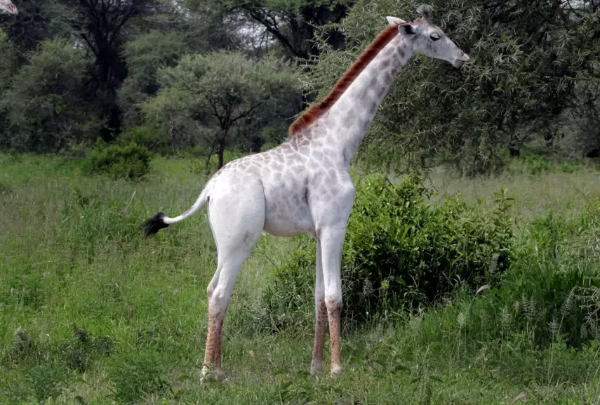 causes of albinism in animals causes of albinism in animals