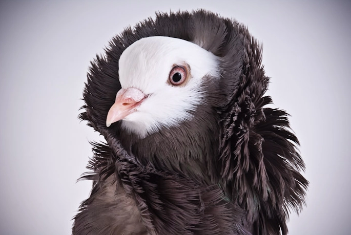 prevent pigeon respiratory infection