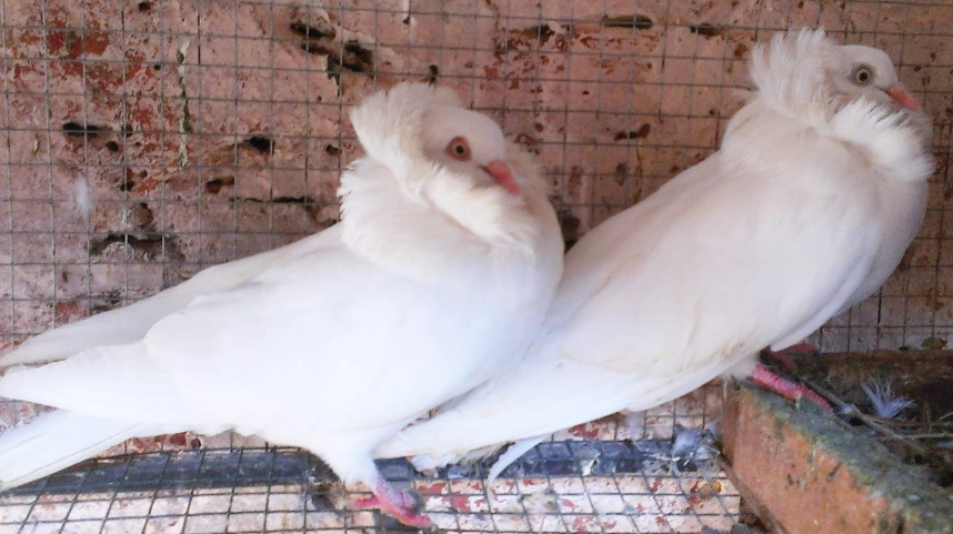 Jacobin pigeon care