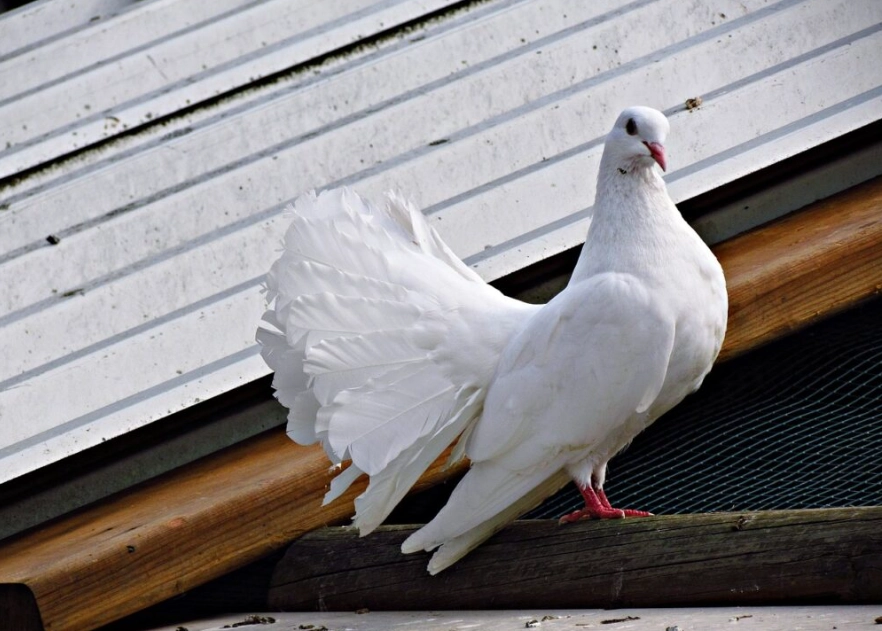 Jacobin hen