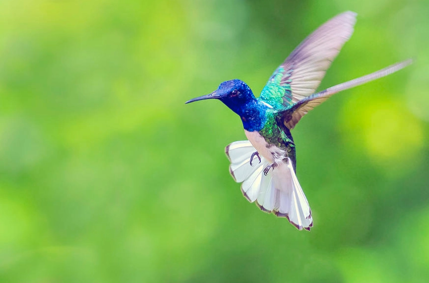 hummingbird identification