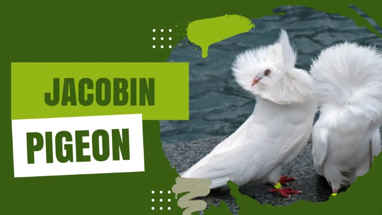 Jacobin pigeon health issues