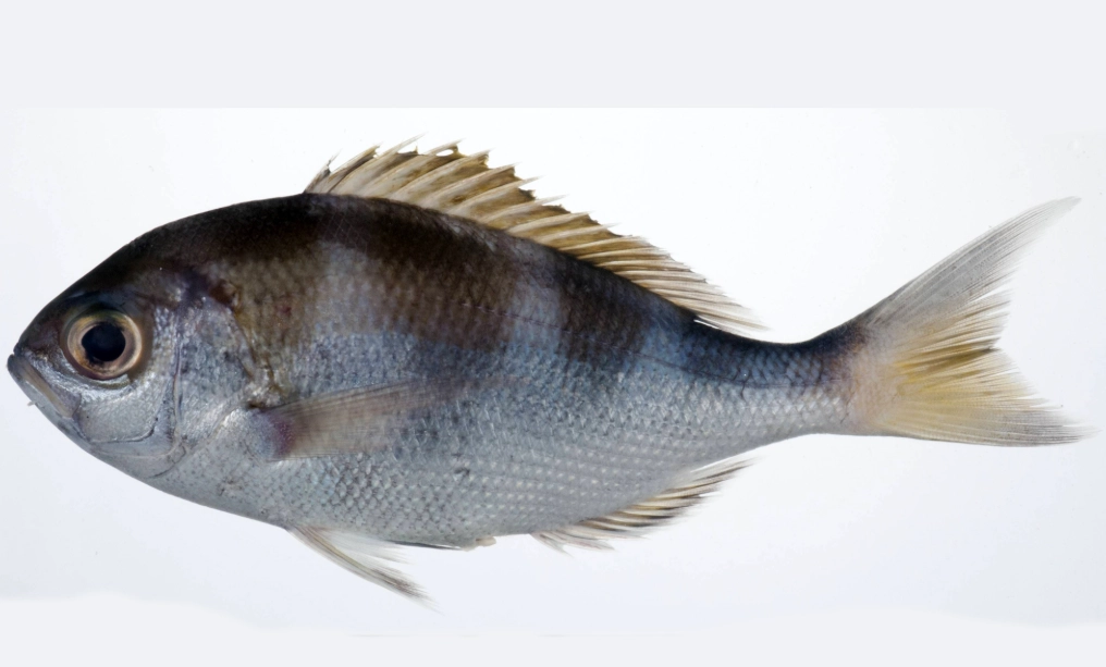 Goggle-Eye Fish: Saltwater or Freshwater? (The Definitive Guide)