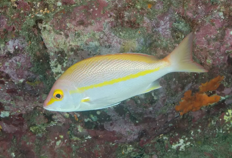 goggle-eye fish habitat