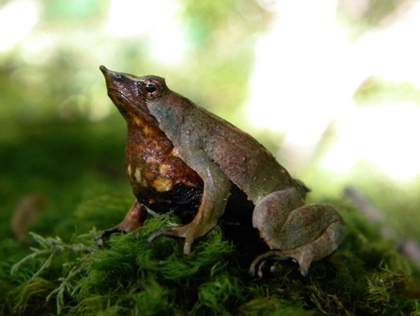 father frog carries babies