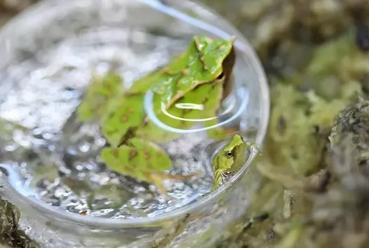 father frog carries babies