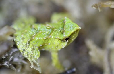 Darwin's Frog Babies: The Ultimate Guide to Nature's Pocket Parent