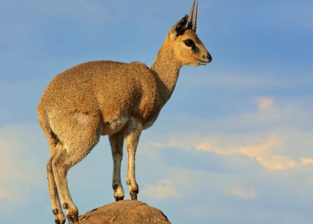 klipspringer jumping klipspringer jumping
