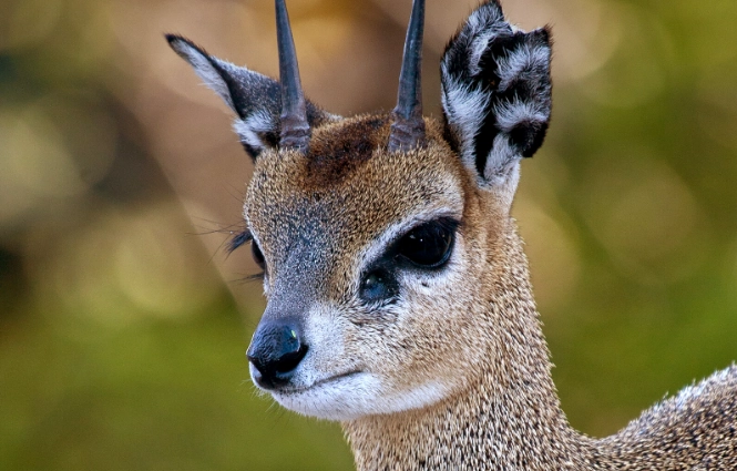 how high can a klipspringer jump how high can a klipspringer jump