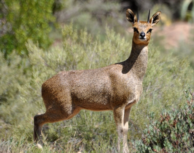 Klipspringer jumping
