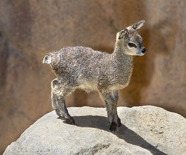 klipspringer adaptations klipspringer adaptations