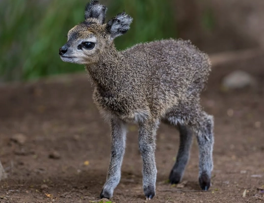 how high can a klipspringer jump how high can a klipspringer jump