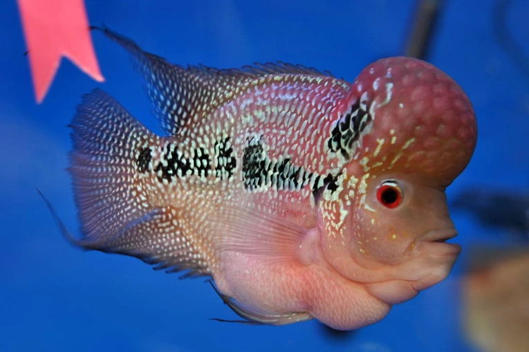 Can parrot fish live with flowerhorns?