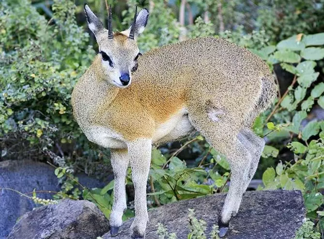 klipspringer adaptations klipspringer adaptations
