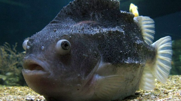 head and lateral line erosion