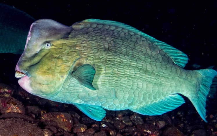 saltwater fish head bump