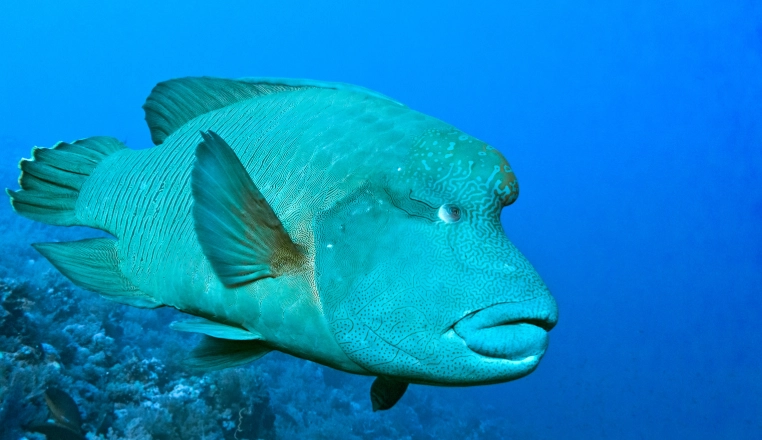 head and lateral line erosion