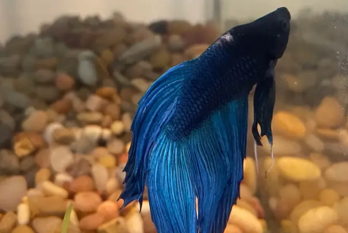 saltwater fish head bump