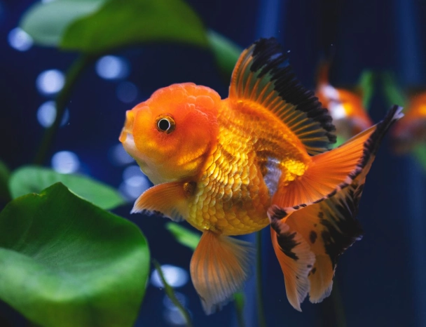 Saltwater fish with bump on head