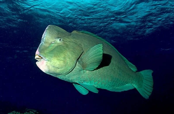 bumphead parrotfish habitat