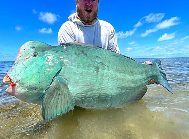 Bumphead parrotfish location