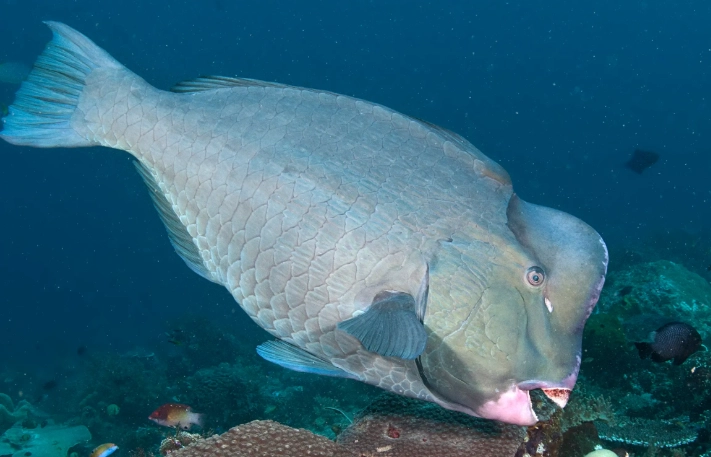 where to see bumphead parrotfish
