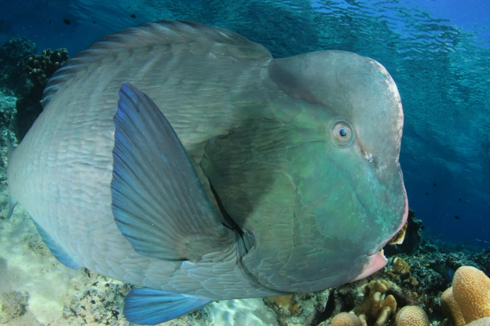 bumphead parrotfish habitat