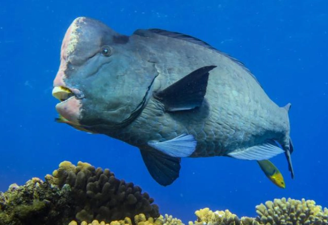 where to see bumphead parrotfish
