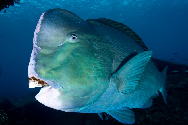 bumphead parrotfish habitat