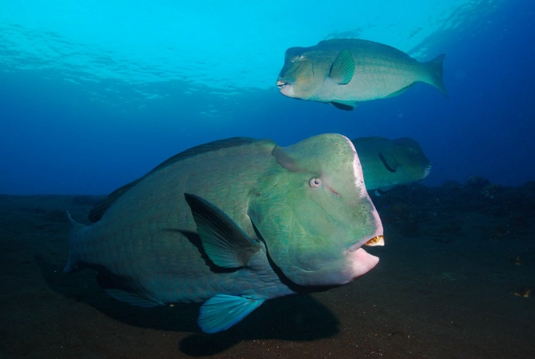 Coral reef bioerosion