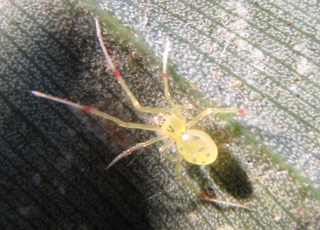 are smiley face spiders poisonous