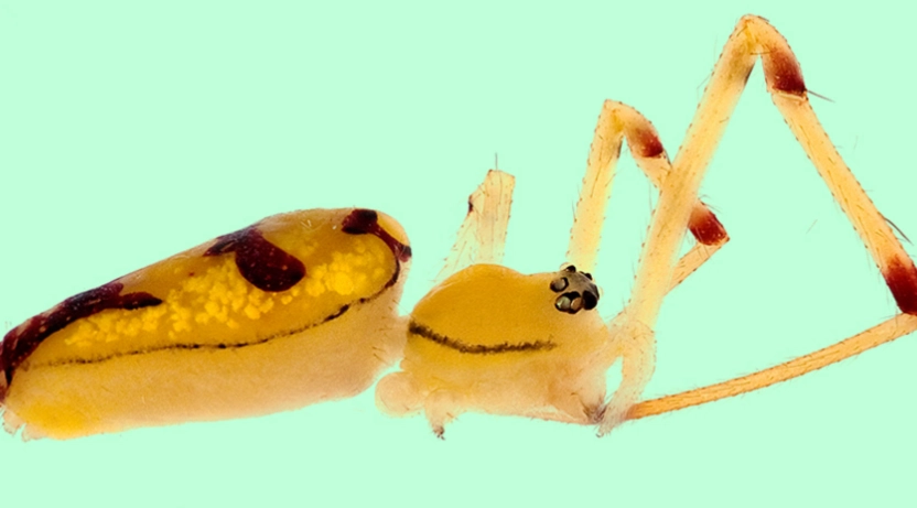 spider smiley face meme