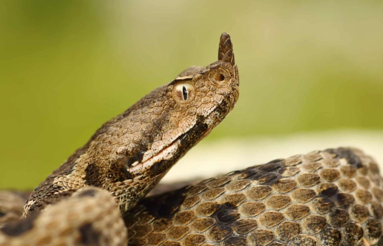 deadliest viper deadliest viper