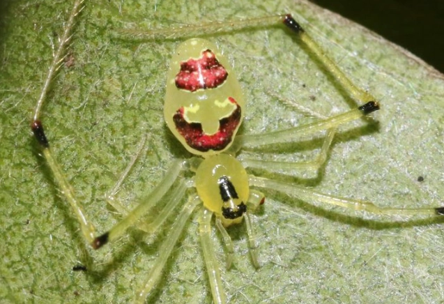 How Many Happy Face Spiders Are Left? The Surprising Truth