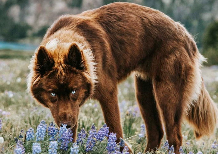 Siberian Husky coat colors Siberian Husky coat colors