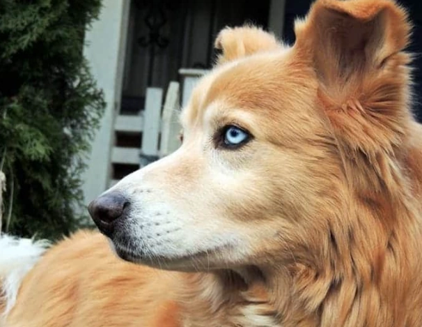 rare Husky colors rare Husky colors